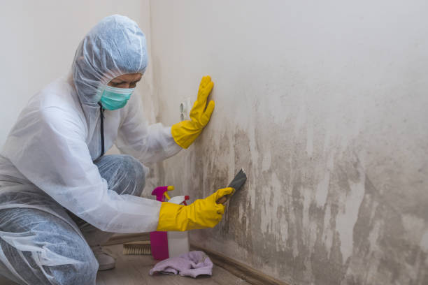 Best Mold Removal for HVAC Installations  in Mescal, AZ